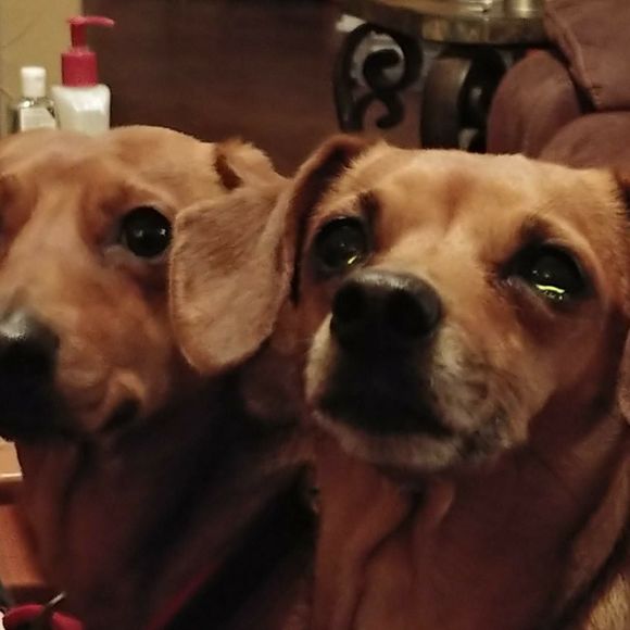 Meet your Posher, Barbara - Picture 1 of 1